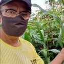 Berkebun Selama Pandemik, Saleh Husin: Ternyata Jagungnya Manis Dan Uenaak