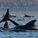Ratusan Paus Terdampar Di Pesisir Pulau Tasmania, 80 Di Antaranya Mati