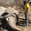 Petugas Zimbabwe Kembali Temukan 12 Ekor Gajah Tewas Mendadak