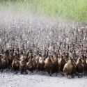 Sepuluh Ribu Ekor Pasukan Bebek Siap Bantu Petani Thailand