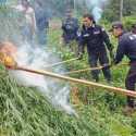 Polri Musnahkan Ladang Ganja 10 Hektare Di Aceh Besar