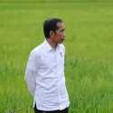 Tinjau Food Estate Di Kalimantan Tengah, Jokowi: 168 Ribu Hektare Akan Ditanami Padi