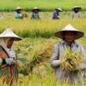 20 Hektare Padi Siap Panen Di Ngawi Terancam Membusuk