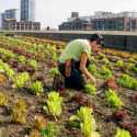 <i>Urban Farming</i> Kian Populer, Pemprov DKI Diminta Fasilitasi Masyarakat