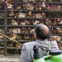 Temukan Flu Burung H5N8, Korea Selatan Tingkatkan Kewaspadaan