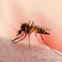 WHO: Angka Kematian Akibat Malaria Kemungkinan Jauh Lebih Tinggi Dari Covid-19