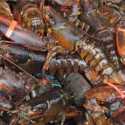 Pelobi Susun Standarisasi Pengiriman Ekspor Benih Lobster