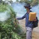 5 Hektare Ladang Ganja Di Pegunungan Torsipira Sumut Dimusnahkan Bareskrim Polri