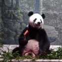 AS Perpanjang Masa Pinjaman Panda Raksasa Dari Pemerintah China Hingga 2023