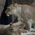 Empat Singa Di Kebun Binatang Barcelona Positif Covid-19, Diduga Tertular Dari Petugas