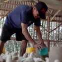 Peternakan Ayam Rakyat Lumpuh Dihantam Impor