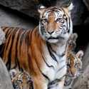 Harimau Milenial