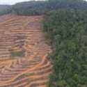WALHI: 30 Persen Batas Kawasan Hutan Dihapus Perparah Bencana Hidrometeorologi