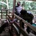 Kapolres Pemalang Latih Anggotanya Jadi Peternak Kambing