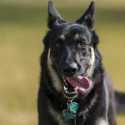 Anjing Peliharaan Joe Biden Kembali Berulah, Satu Karyawan National Park Service Jadi Korban