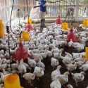 Selamatkan Peternak Mandiri, FKPI Minta SK Menteri Pertanian Soal Impor Induk Ayam Dicabut
