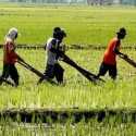Rencana Impor Beras Dilakukan Saat Petani Masih Jauh Dari Sejahtera, Kapan Majunya Pertanian?