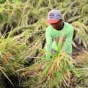 Harga Gabah Makin Terpuruk Oleh Rencana Impor Beras, Petani Bisa Kapok Menanam Padi