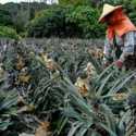 Ekonom: Setelah Nanas Dan Pisang Bermasalah, Taiwan Harus Benahi Kualitas Buah-buahannya Untuk Menangkan Pasar