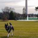 Serang Anggota Keamanan Gedung Putih, Dua Anjing Biden Dipulangkan Ke Delaware