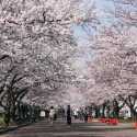 Tanda Perubahan Iklim, Bunga Sakura Di Jepang Mekar Lebih Cepat