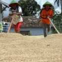 Dianggap Lumrah, Jelang Panen Raya Harga Gabah Anjlok Hingga Rp 600 Per Kg