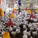 Singgih Januratmoko: Jaga Pasokan Ayam, <i>Oversupply</i> Pasca Lebaran Akan Rugikan Peternak Mandiri