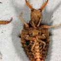 Larva Paling Horor