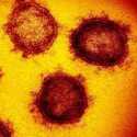 Butuh Bertahun-tahun Bagi Virus Corona Untuk Mencapai Batas Evolusi