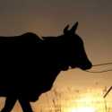 Muncul Virus Baru Serang Hewan Ternak, Thailand Batasi Pergerakan Sapi Dan Kerbau