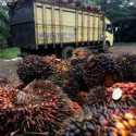 WTO Bentuk Panel Pemeriksa Regulasi Pembatasan Minyak Sawit Uni Eropa