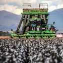 Hilangnya Pasar China Dari Australia Jadi Ancaman Bagi Para Petani Kapas Negeri Kanguru