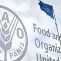 Hari Lingkungan Hidup Sedunia, FAO: Bumi Kehilangan 4,7 Juta Hektar Hutan Setiap Tahun