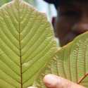 Pemerintah Thailand: Kratom Dapat Digunakan Sebagai Obat Covid, Adalah Hoaks!