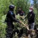 Polisi Gagalkan Peredaran 529 Kg Ganja Jaringan Sumatera Dan Jakarta