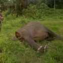 Gajah Mati Tanpa Kepala Di Aceh, Luluk Nur Hamidah Desak Polisi Usut Jaringan Pemburu Gading