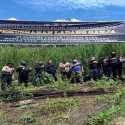 HUT Bhayangkara, Polisi Musnahkan 7 Hektare Ladang Ganja Dan Sita 592 Kg Ganja Kering