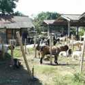 Jeritan Penjual Hewan Kurban Yang Merugi Akibat PPKM Darurat