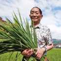 Mimpi Yuan Longping Jadi Kenyataan, China Berhasil Budidayakan Padi Raksasa Setinggi 2 Meter