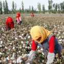 Diserang Cuaca Ekstrem, Petani Kapas Xinjiang Banyak yang Merugi