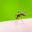 Manfaatkan Teknologi Nuklir, China Ciptakan Nyamuk Jantan Mandul untuk Cegah Penularan Penyakit