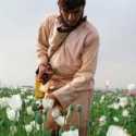 Taliban Janji Hentikan Produksi Narkotika, Petani Opium Afghanistan Merana