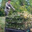 Terdampak PPKM, Petani Nanas di Muara Enim Rugi Hingga Puluhan Juta