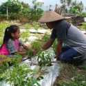 45 Tahun Jalin Kerjasama, Misi Pertanian Taiwan Sudah Menyebar di Indonesia
