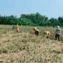 Pemkot Jakarta Barat Panen Gabah 12 Ton dari Sawah di Kembangan