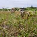 Memprihatinkan, Kondisi Situs Bersejarah di Aceh Tertutup Rumput dan Tumbuhan Liar
