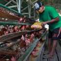 Akan Ada Banyak Peternak Ayam yang Gulung Tikar Kalau Pemerintah Tak Cepat Ambil Sikap