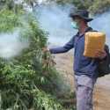 Temukan Empat Hektare Ladangnya di Aceh Utara, BNN Bersama TNI-Polri Musnahkan 3 Ton Ganja Siap Panen