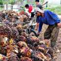 Harga TBS Tembus Rp 2.000 Per Kg, Petani Sawit di Aceh Tetap Menjerit