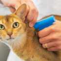 Kucing Peliharaan di Inggris Wajib Dipasangi Microchip atau Denda Hingga Rp 9,6 Juta
